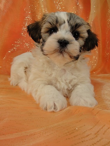 Male Shih Tzu Bichon Teddy bear puppy for sale #27 Born January 9th 2012